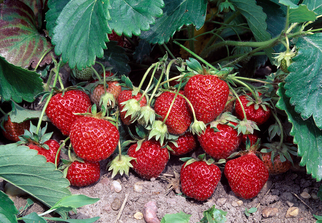Strawberry Fragaria in flower bed