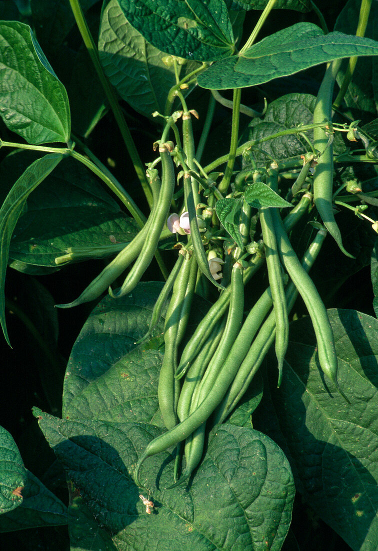 Bush beans (Phaseolus)