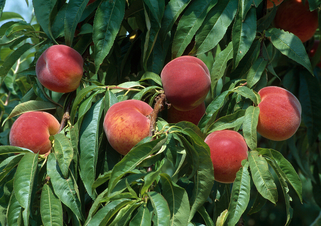Ripe peaches (peach tree) on the branch