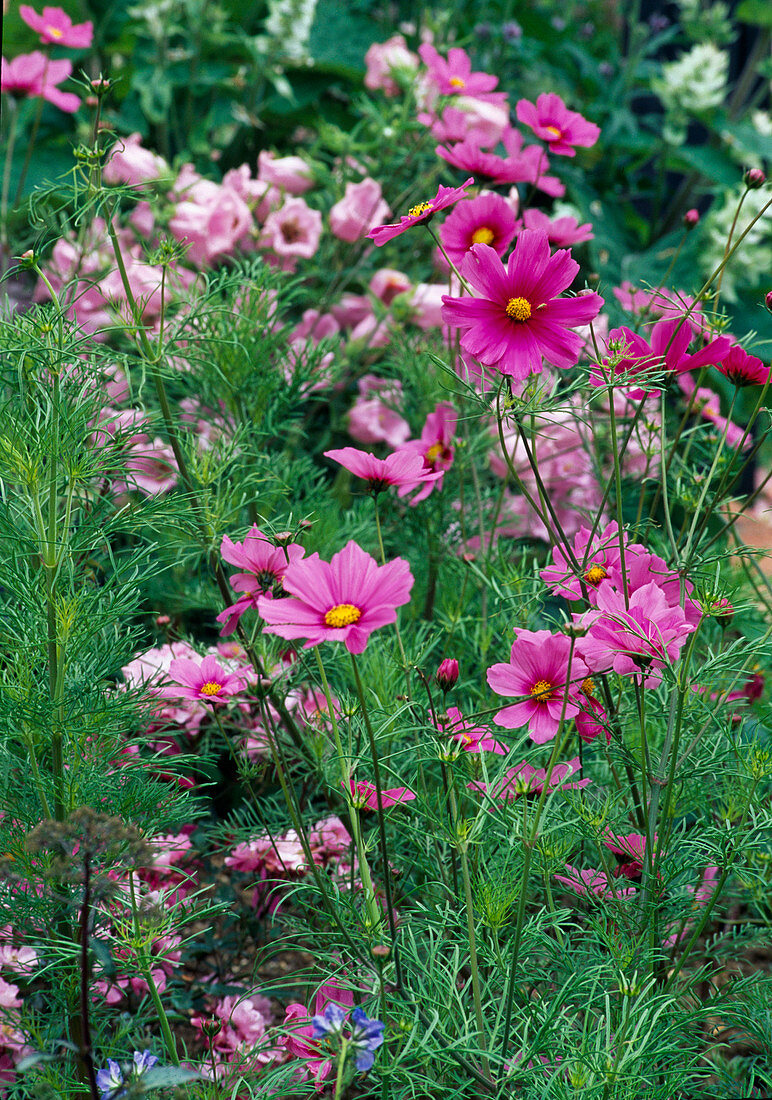 Cosmos bipinnatus (Schmuckkörbchen)