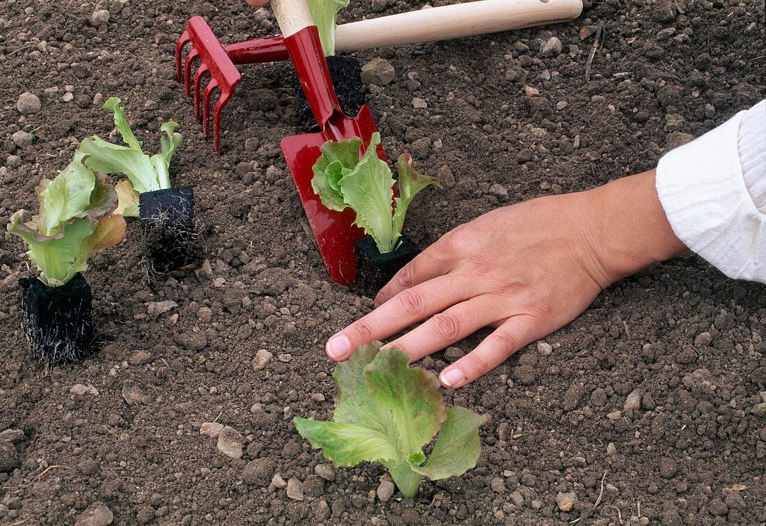 Salat (Lactuca) ins Beet pflanzen – Bild kaufen – 12124353 living4media