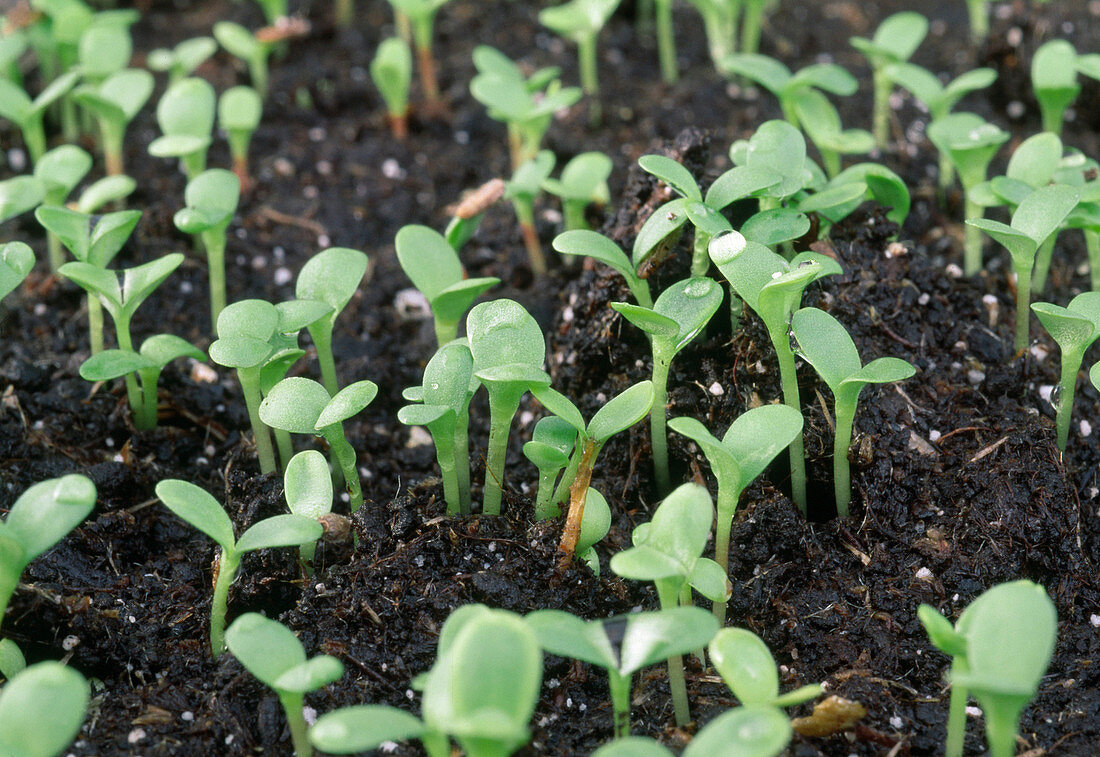 Chrysanthemum seedlings