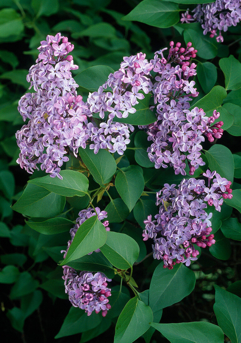 Syringa vulgaris (Flieder)