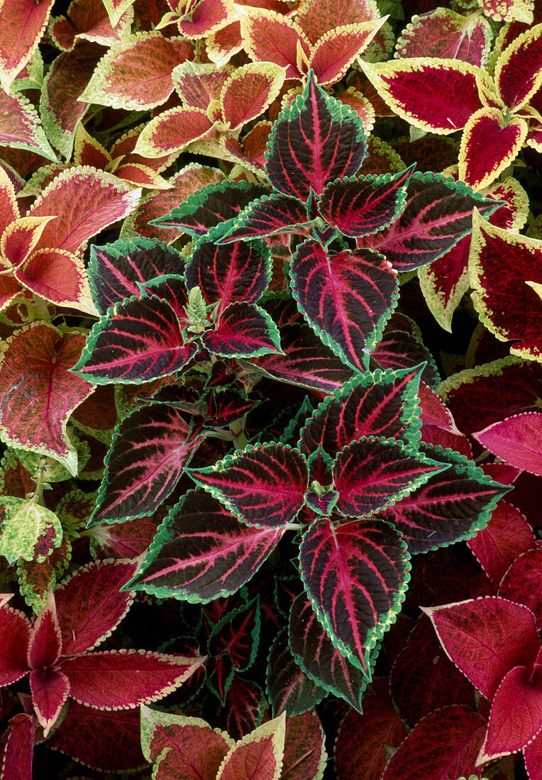 Solenostemon scutellarioides syn. Coleus blumei mixed in the bed