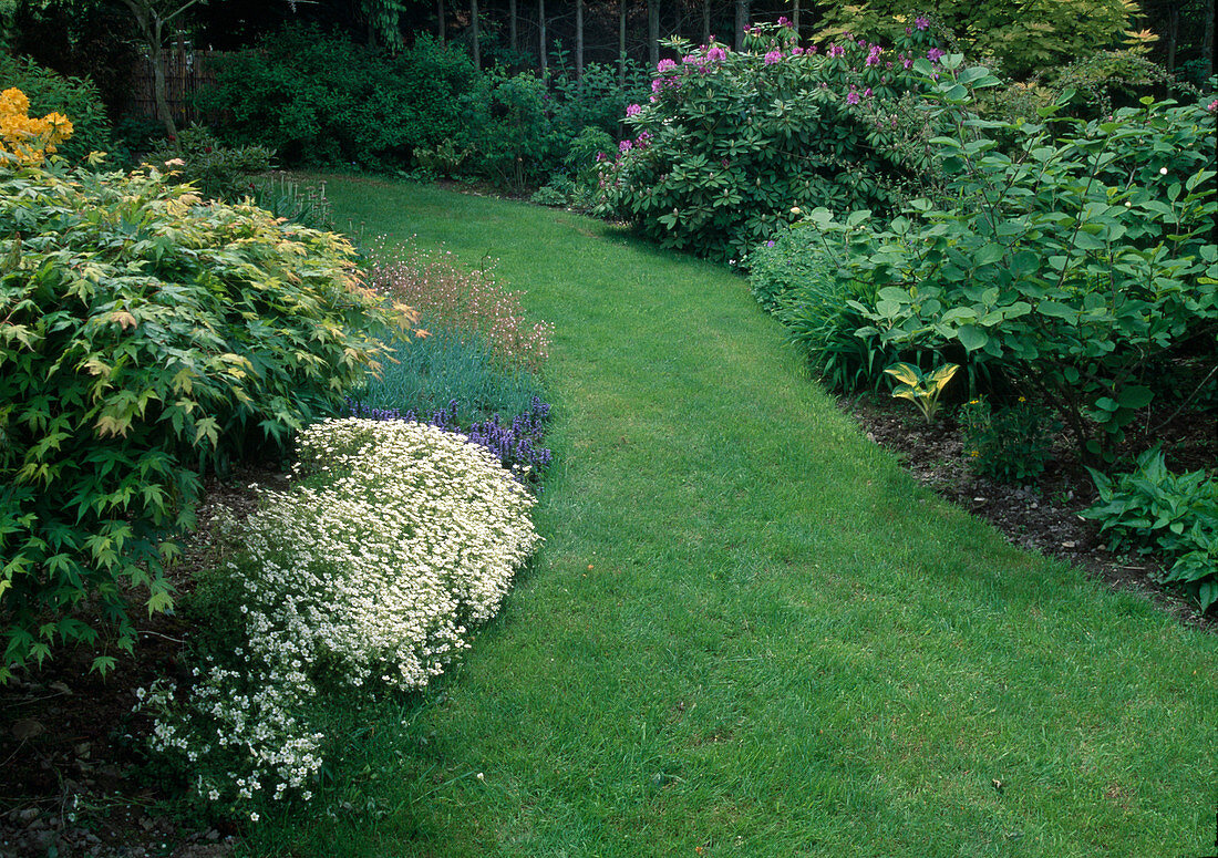 Rasenweg zwischen Beeten mit Rhododendron (Alpenrose), Saxifraga (Moossteinbrech)