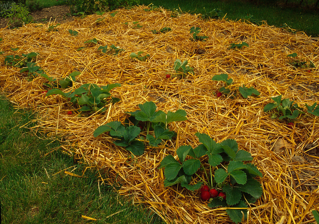 Erdbeeren (Fragaria ananassa) mit Stroh gemulcht