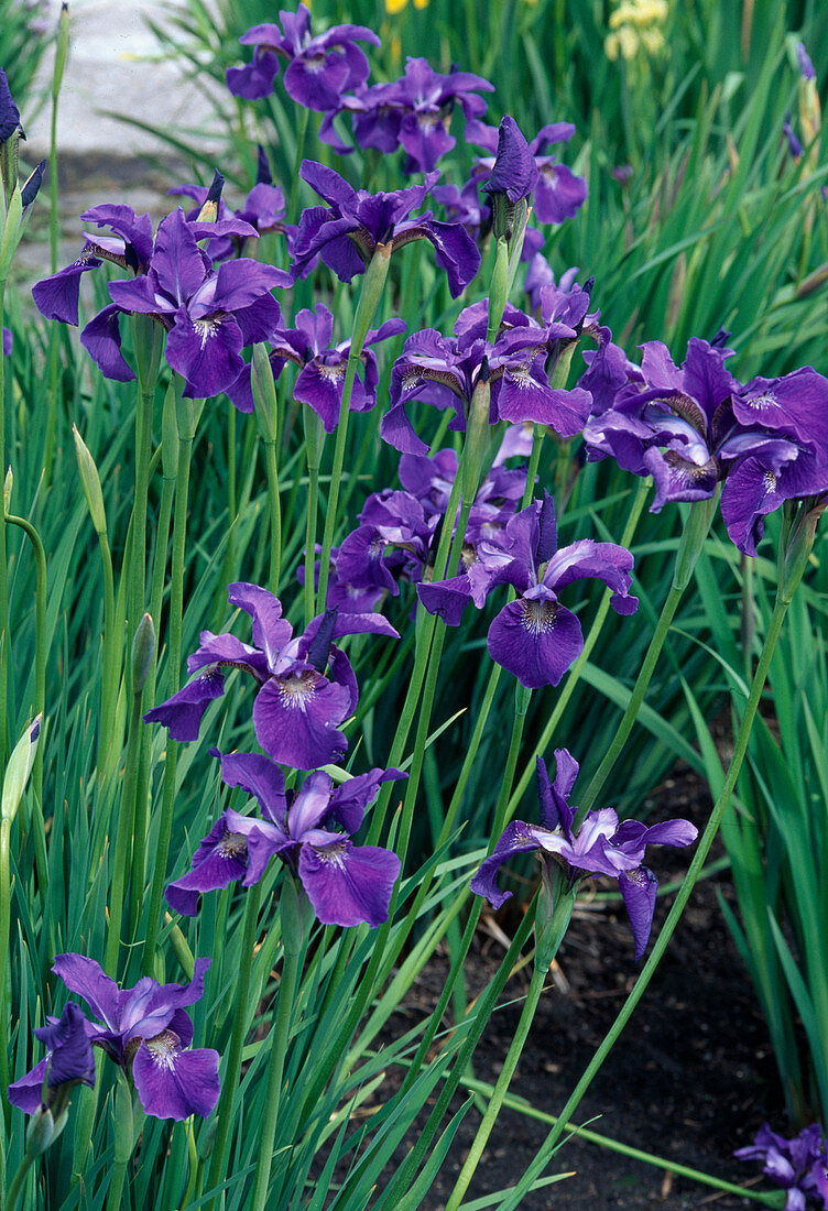 Iris sibirica (Siberian meadow iris)