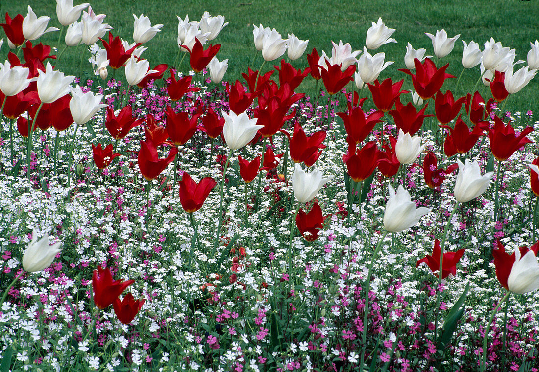 Tulipa (tulips) lily-flowered with Silene (carnations)
