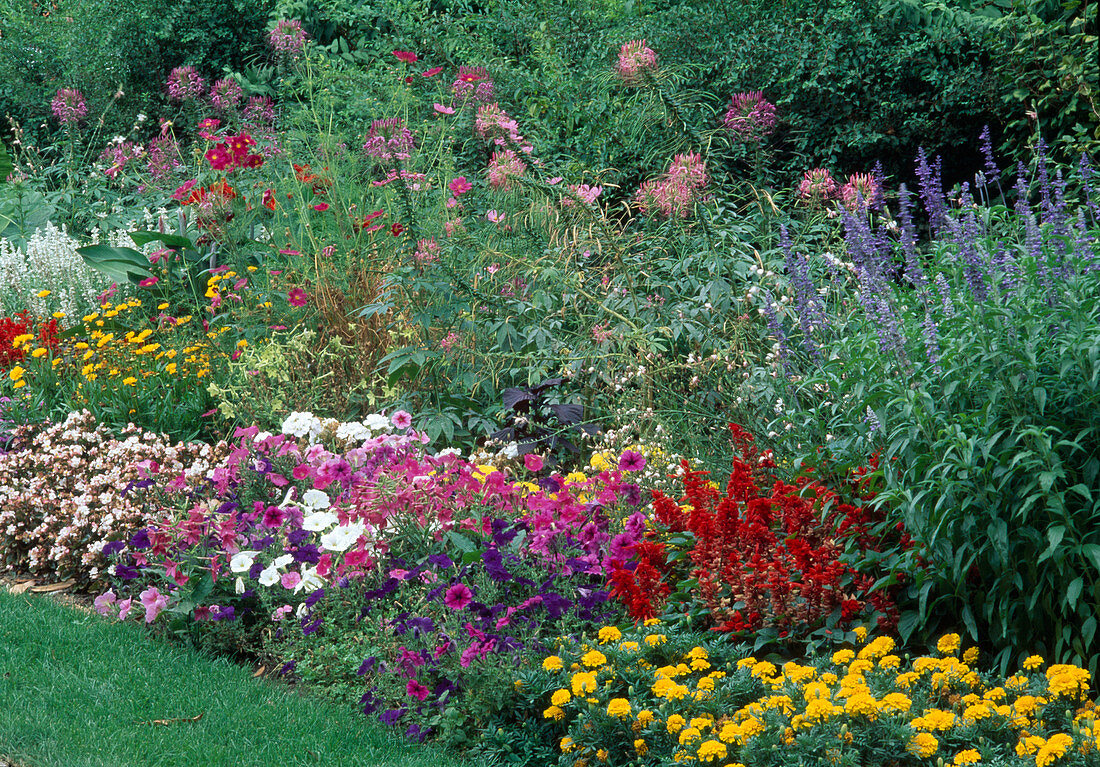 Sommerblumenbeet : Tagetes (Studentenblumen), Petunia (Petunien), Salvia (Feuersalbei, Mehlsalbei), Cleome (Spinnenblume), Begonia semperflorens (Eisbegonien)