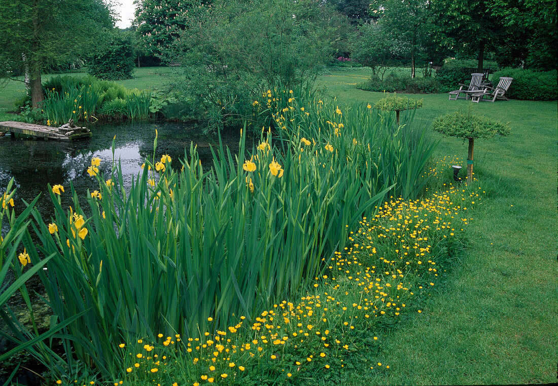 Pond in the garden, Iris pseudacorus and Ranunculus acris as shore planting