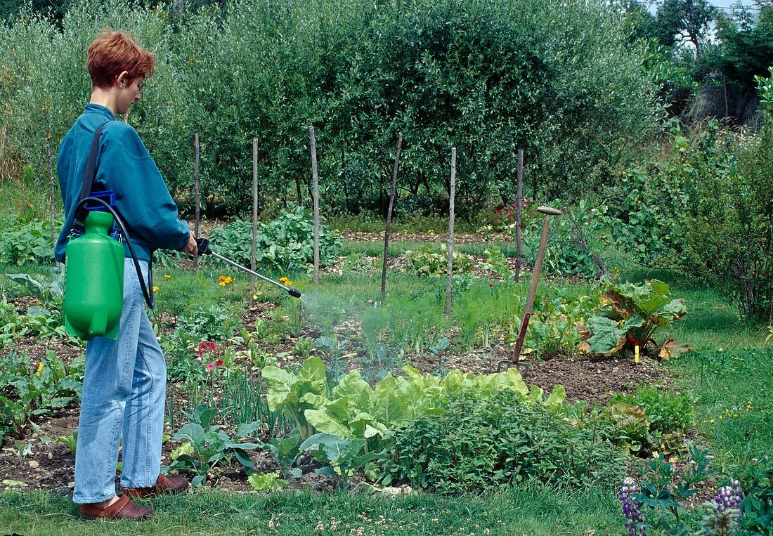 Frau spritzt Mangold (Beta vulgaris) gegen Krankheiten und Schädlinge