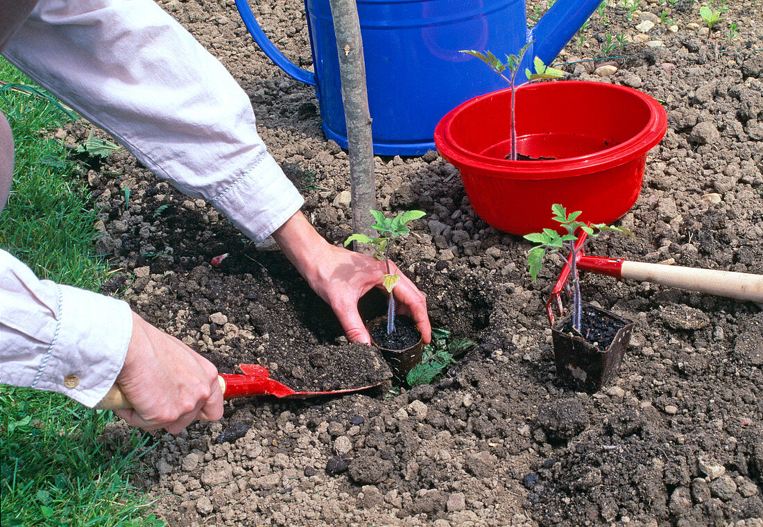 In early peat pots, plant tomatoes seedlings