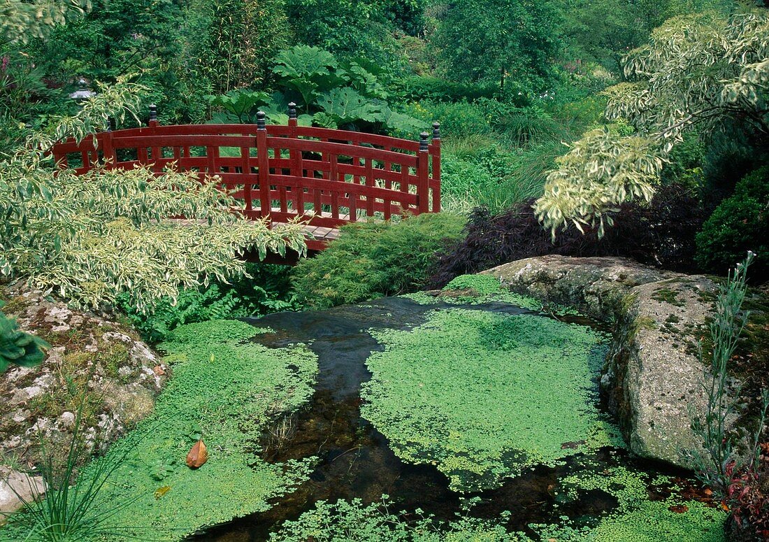 Red bridge in the Japangarten