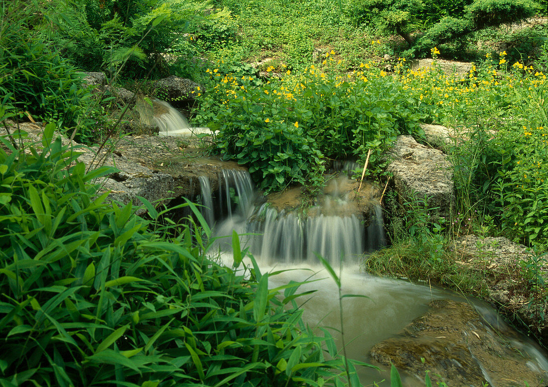 Creek with small waterfalls and natural stones, Mimulus luteus