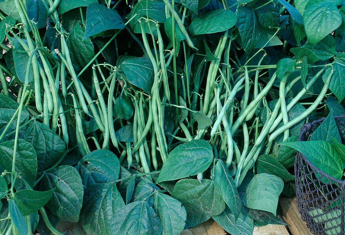 Bush beans (Phaseolus) in the bed