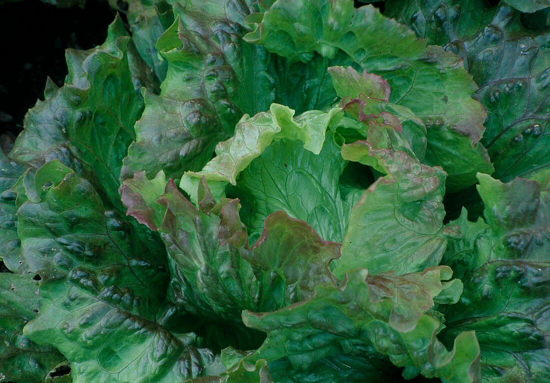 Salad Batavia 'Red Rossia' (Lactuca)