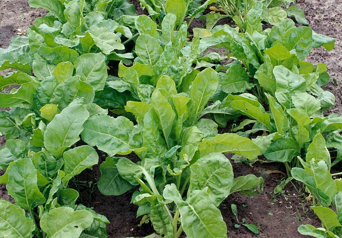 Spinat (Spinacia oleracea) im Beet