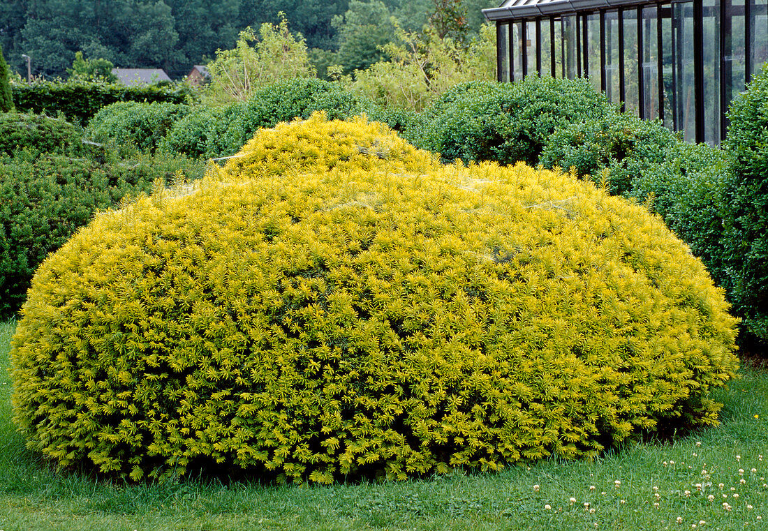 Spherical cut Taxus baccata 'aurea' (Gold yew)