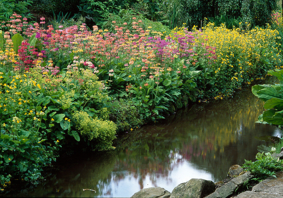 Bach mit Uferbepflanzung : Primula Bullesiana-Hybriden (Etagen-Primel), Mimulus (Gauklerblume)