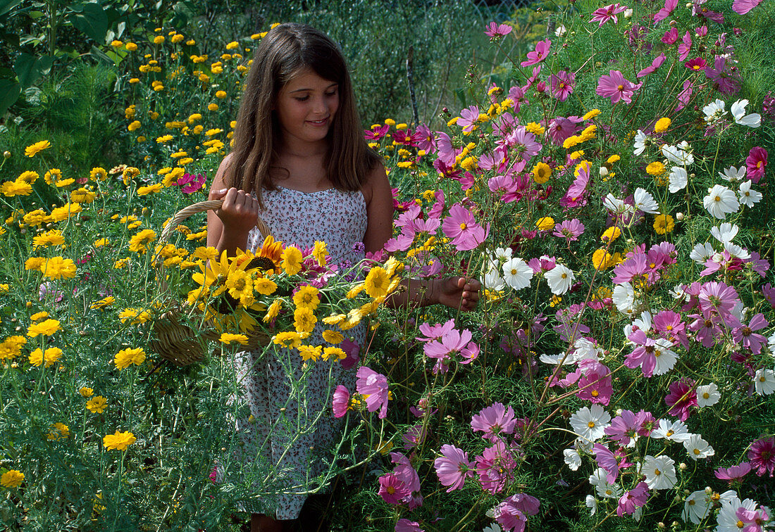 Girl picking summer flowers, Cosmos, Anthemis
