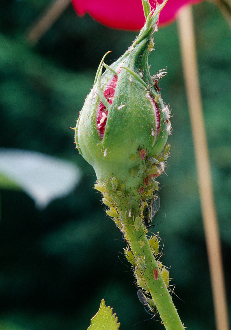 Rosebud with aphids