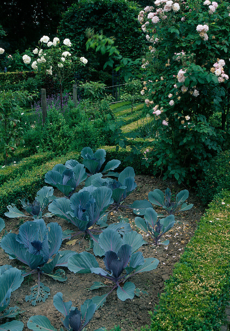 Bauerngarten : Beete mit Buxus (Buchs) Hecken eingefasst, Rotkohl (Brassica), Rosa (Rosen)