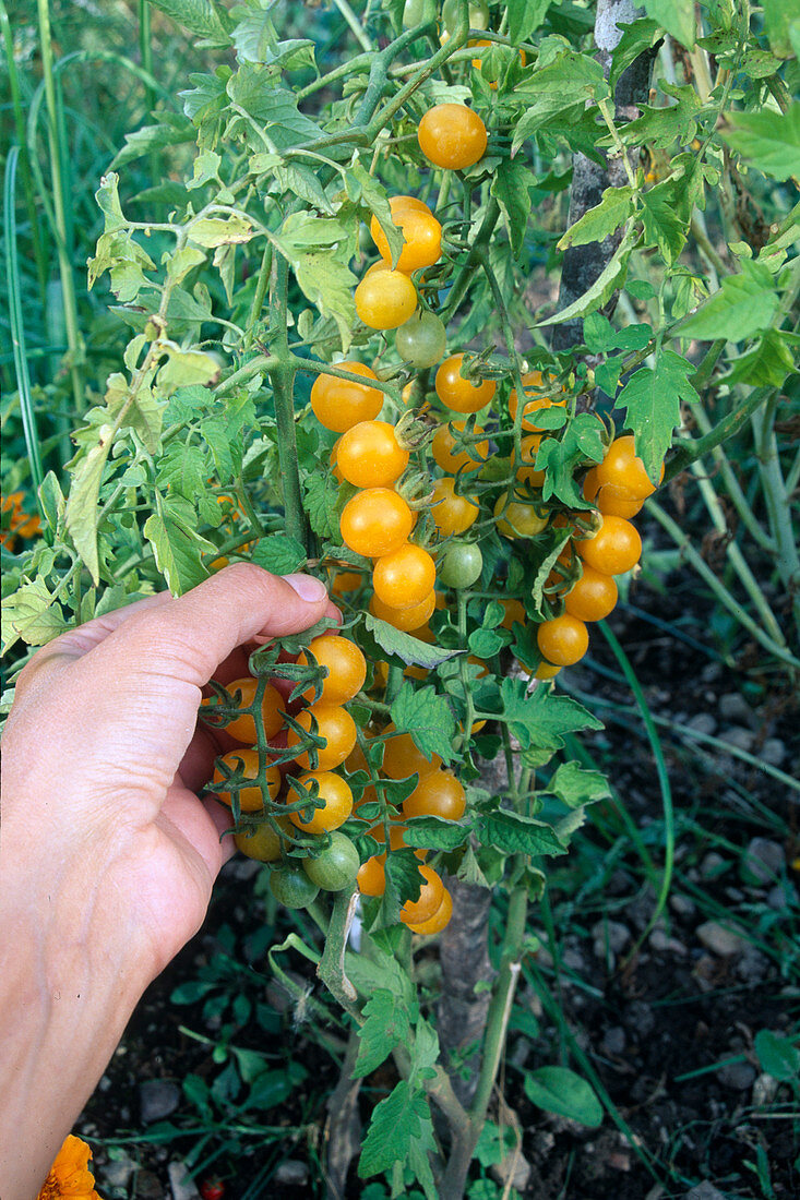 Woman picking yellow cocktail tomatoes