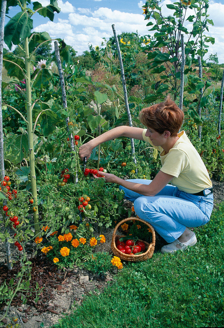 Frau erntet Tomaten (Lycopersicon) im Beet