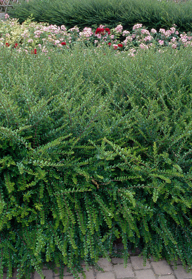 Lonicera nitida (honeysuckle)