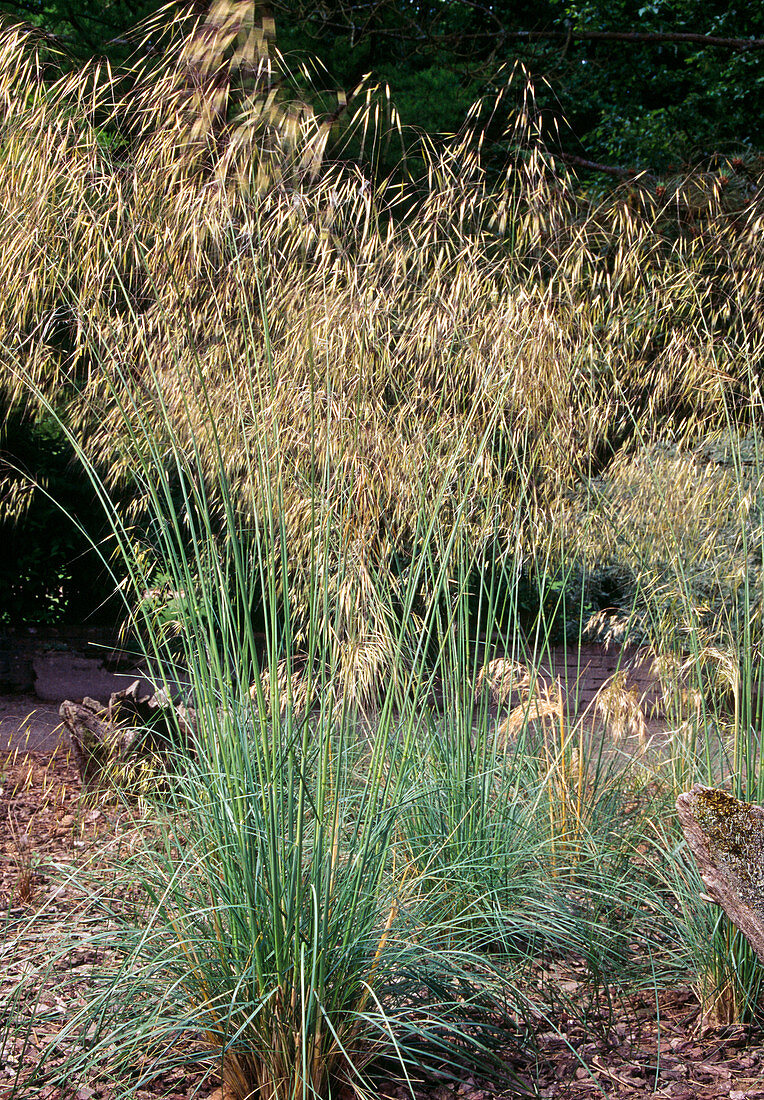 Stipa gigantea (giant feather grass)