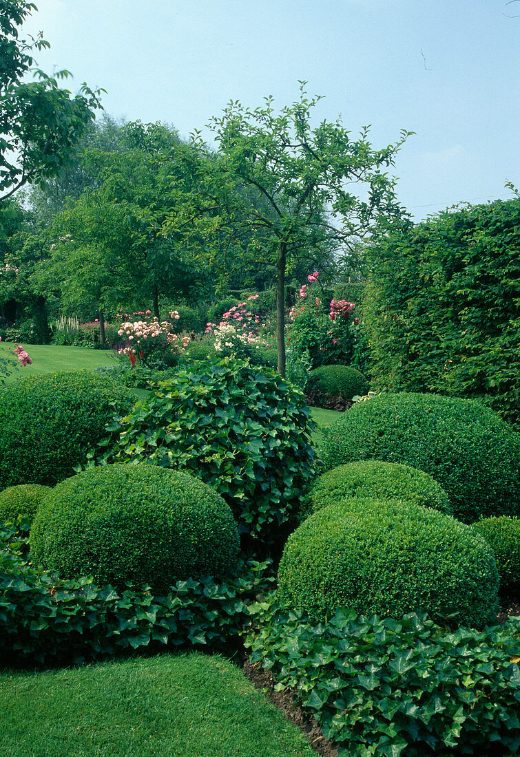 Formaler Garten Buxus sempervirens, Hedera helix