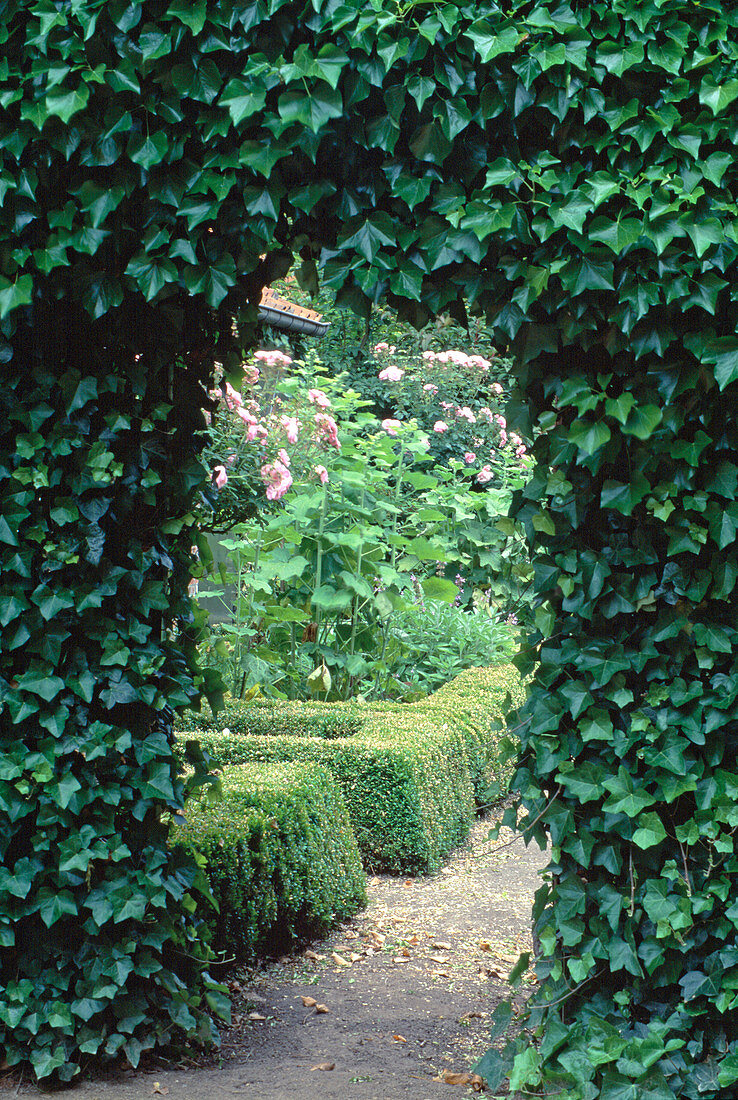 Archway of Hedera helix (ivy)