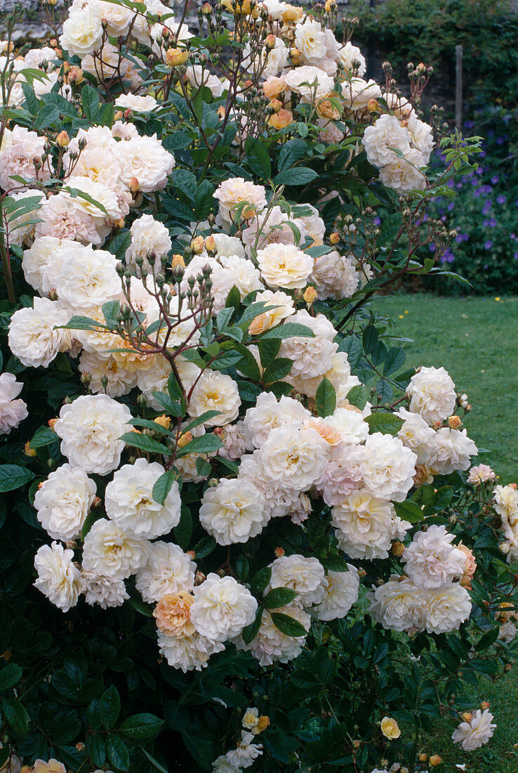Rose 'Ghislaine de Feligonde', often flowering, light scent