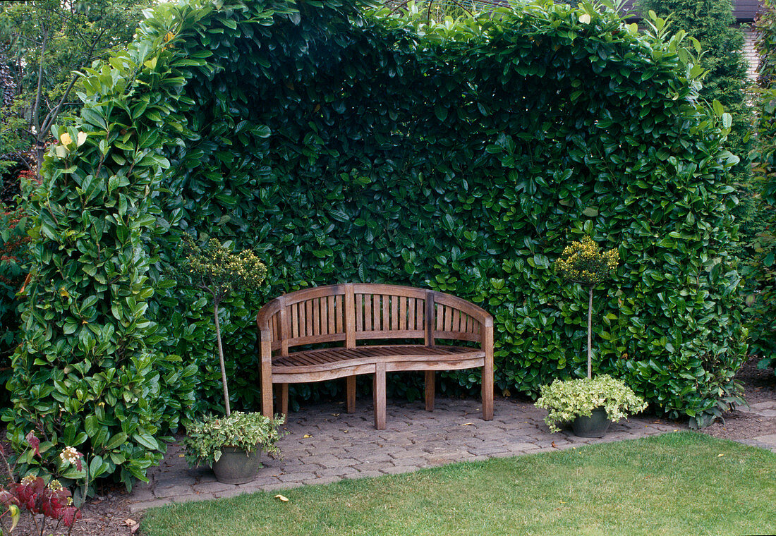 Garden bench under Prunus laurocerasus 'Rotundifolia' arbor