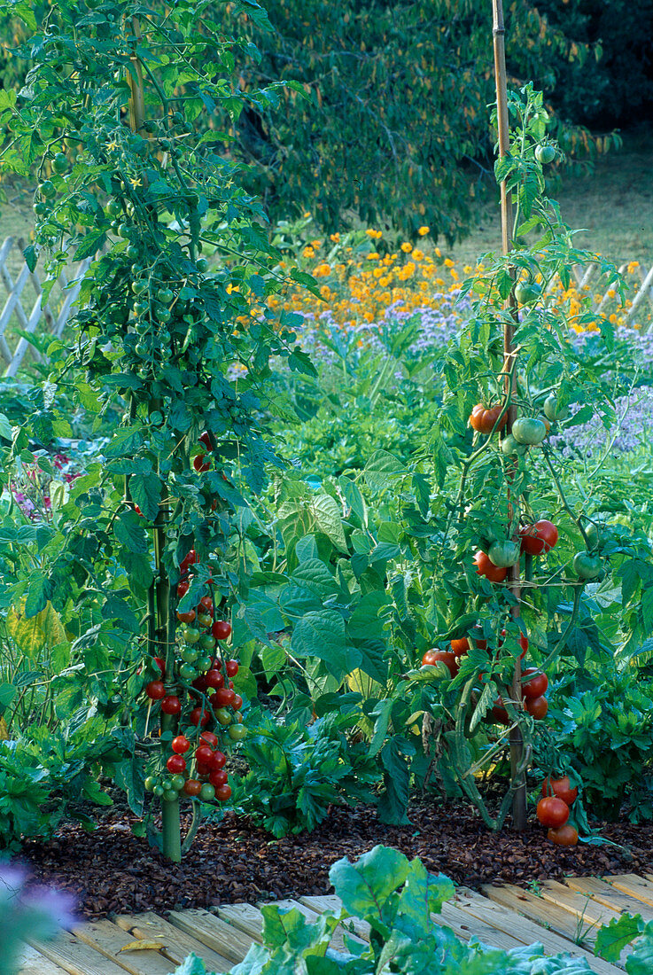 Tomaten (Lycopersicon) in Beet mit Rindenmulch