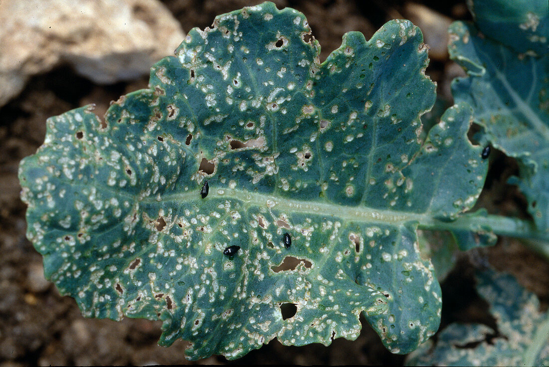 Kohlblatt mit Erdfloehen (Psylliodes chrysocephalus), die Käfer beissen Löcher in die Blätter