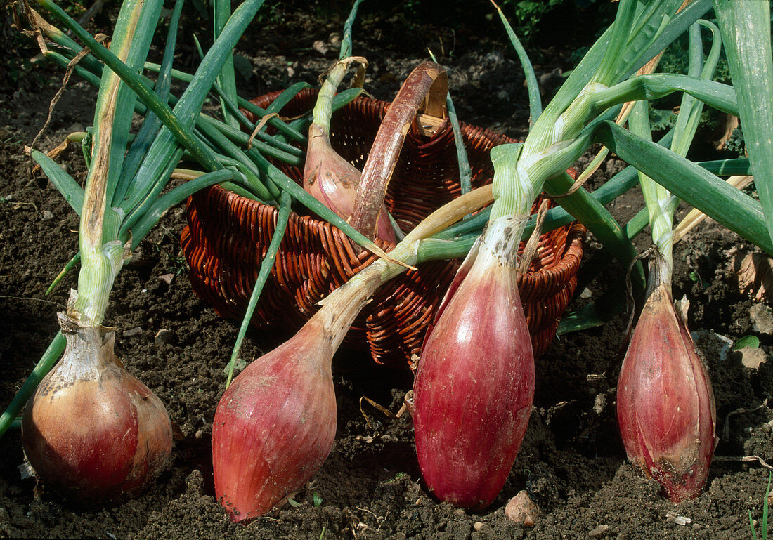 Rote Zwiebeln - Torpedozwiebel - Tropeana Lunga (Allium cepa) im Beet