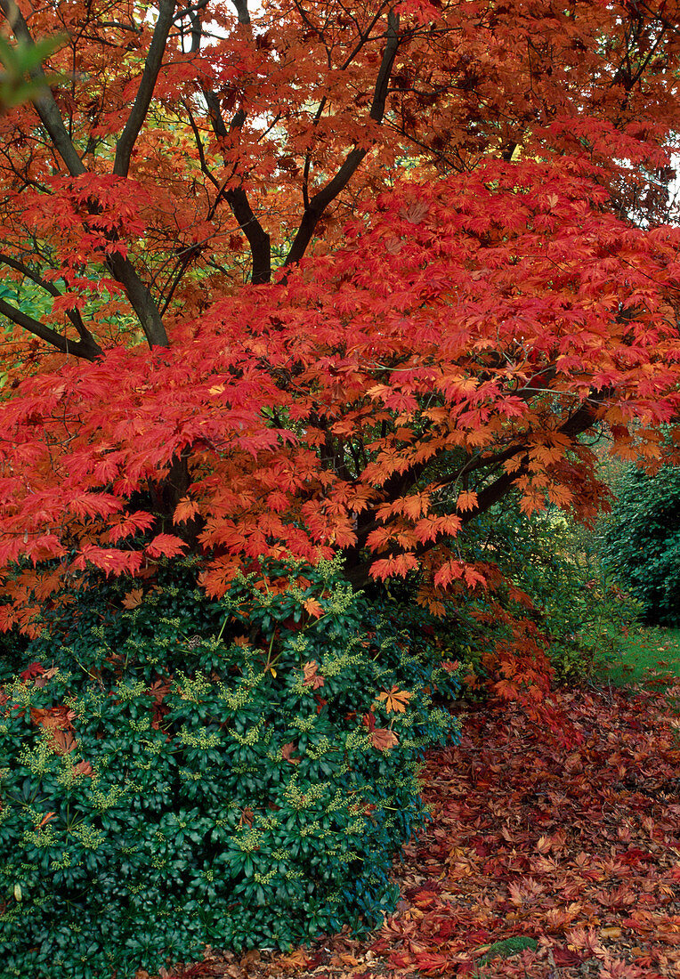 Acer japonicum 'Aconitifolium' (Japanischer Feuer-Ahorn) mit leuchtend rotem Herbstlaub, Pieris (Schattengloeckchen)