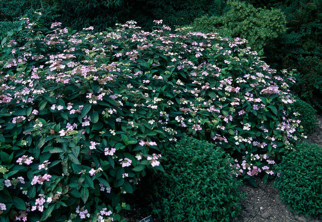 Hydrangea Serrata 'Bluebird' (Hydrangea)