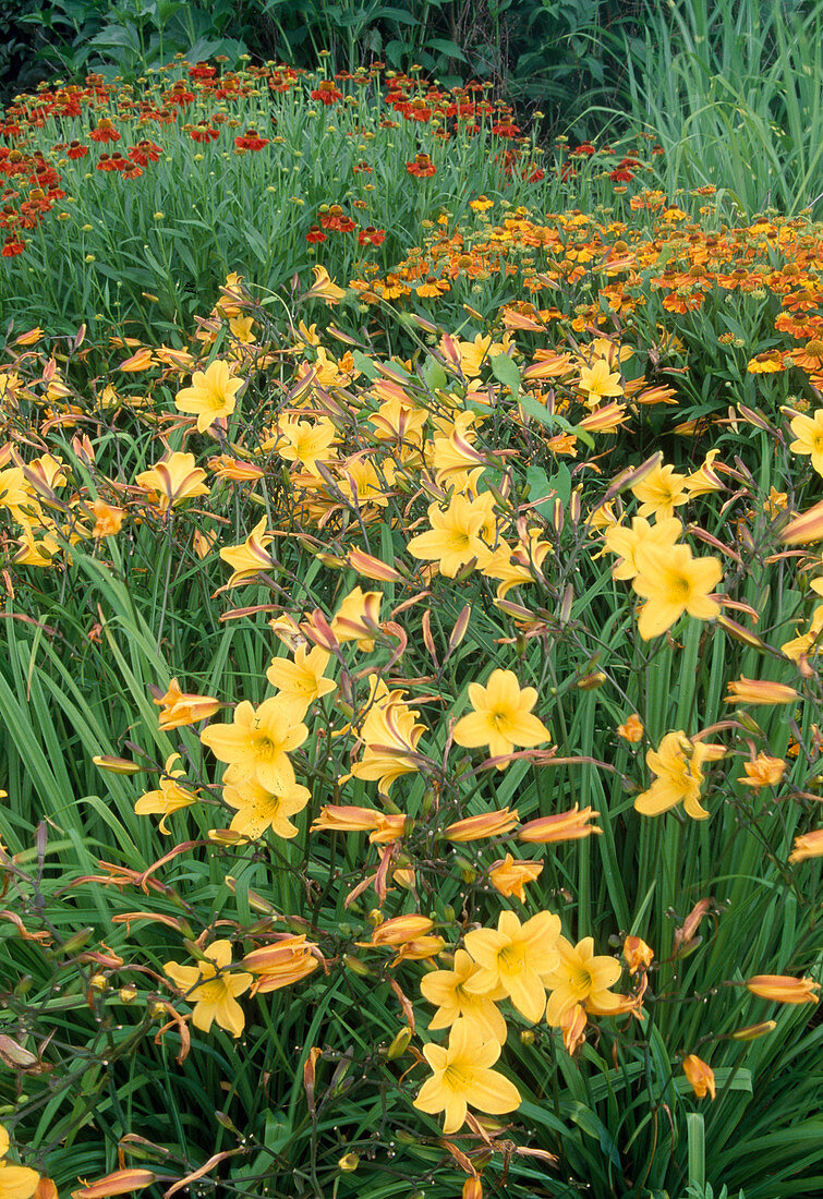 Hemerocallis 'Golden Chimes' (Daylilies)
