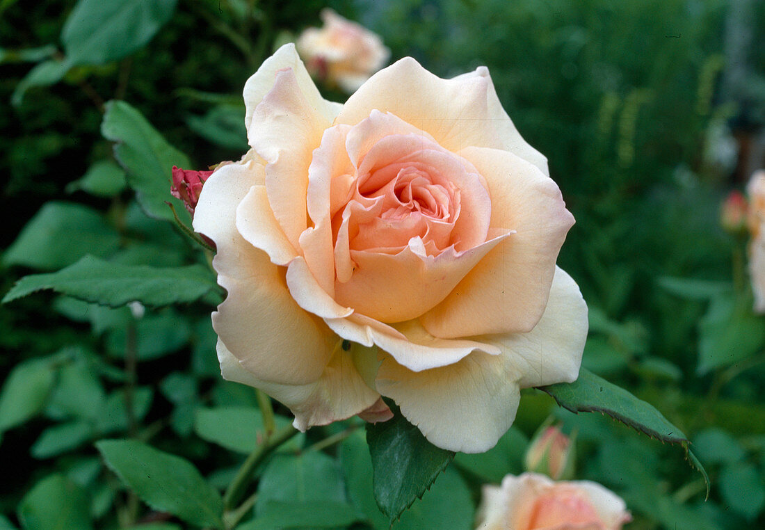 Rose 'Apricot Nectar' polyantharose, often flowering with a strong scent