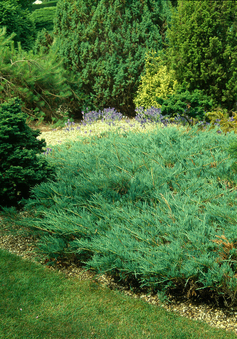 Juniperus horizontalis