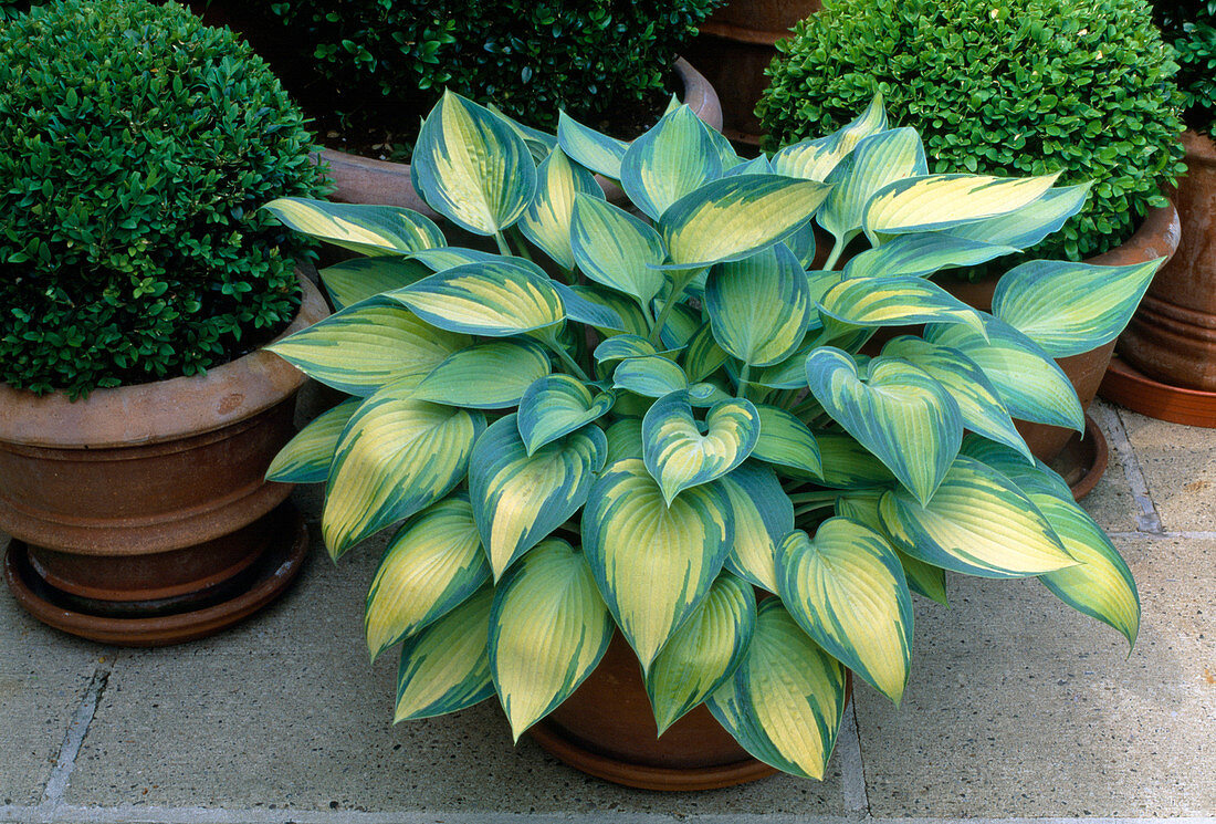 Hosta Hybride 'June' - Blau-Gold-Funkie