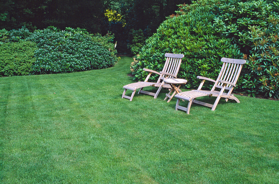 Deck chairs and side table on the lawn in front of Rhododendron