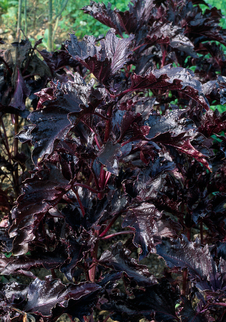 Roter basilikum 'Purple Ruffles' (Ocimum basilicum)