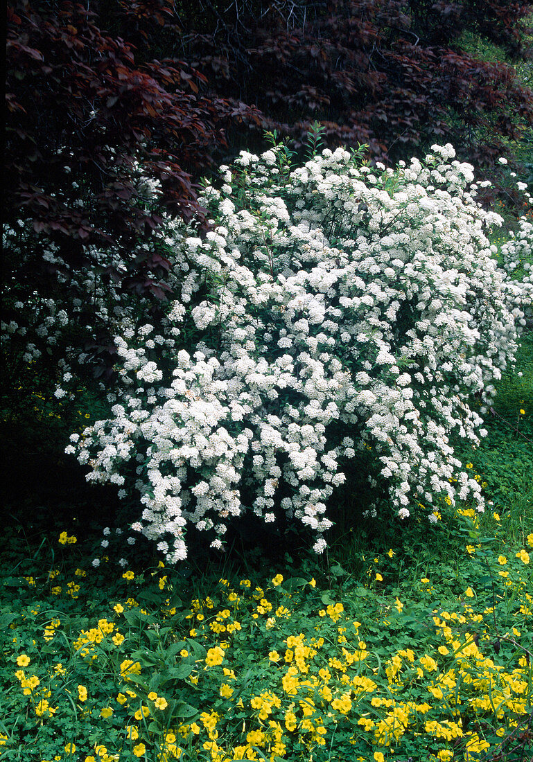 Spiraea cantoniensis, yellow clover as groundcover