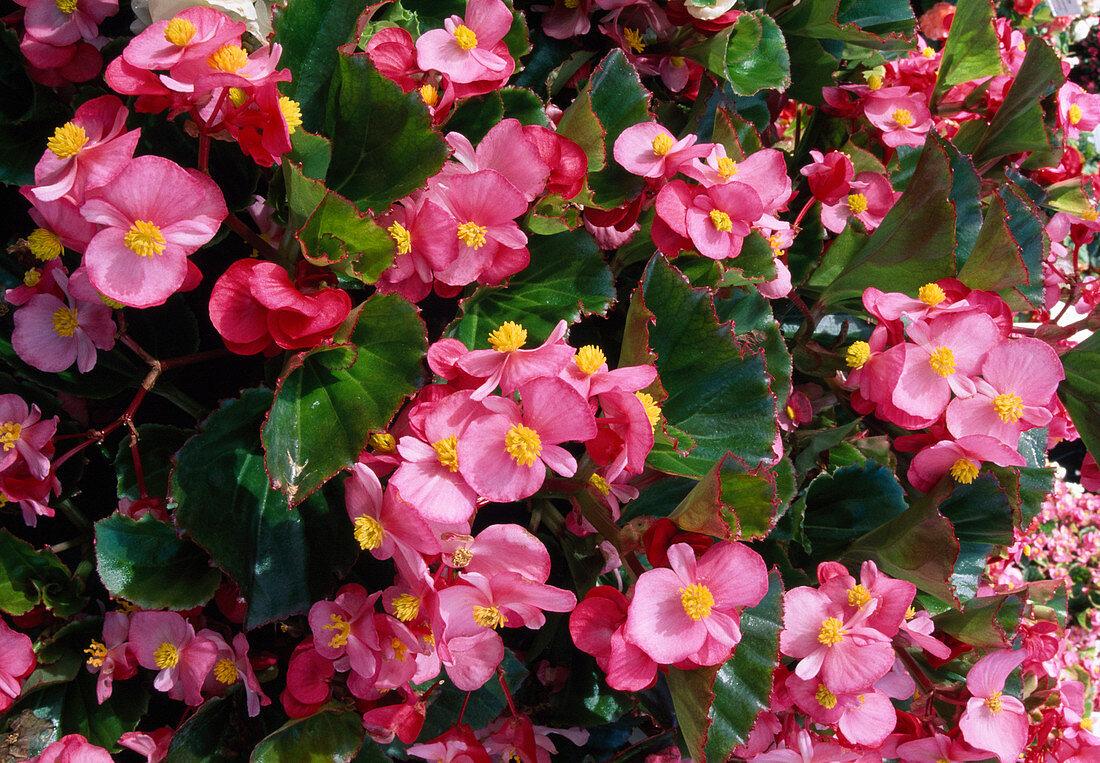 Begonia semperflorens 'Party rose gr.I' (Eisbegonien, Gottesaugen)