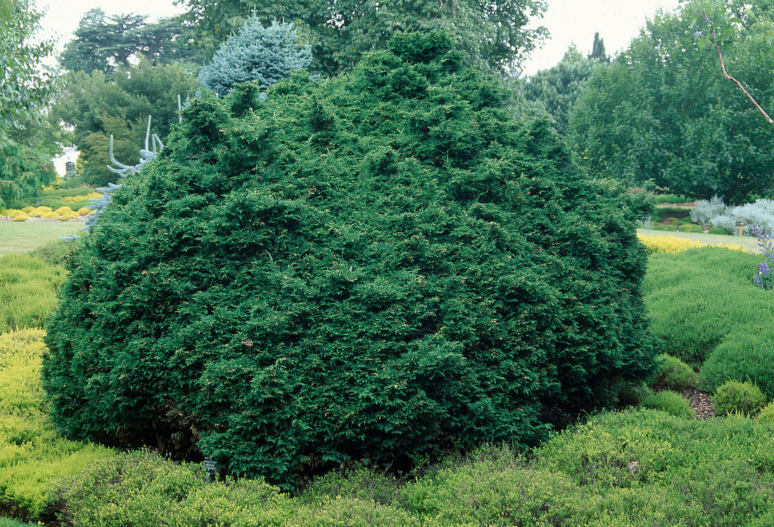 Chamaecyparis lawsoniana 'Tharandtensis Caesia' (Dwarf Cypress)