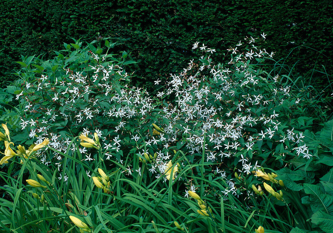 Gillenia trifoliata (Dreiblattspiere), Hemerocallis (Taglilie)