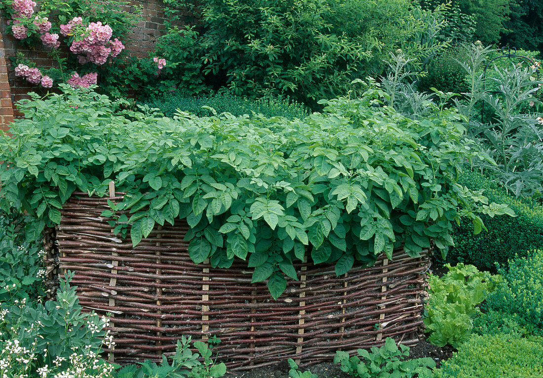 Raised flowerbed with hazel rods and Solanum tuberosum (potato)